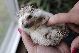Hedgehogs Poking Ahead As Popular Pets Csmonitor Com