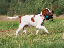 Image result for irský červenobílý setr