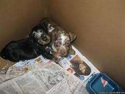 Miniature dachshund puppies for sale in colorado~ black and tan puppies~ chocolate dapple dachshunds ~chocolate ~piebald dachshund puppies~ long hair dachshunds~ smooth coat dachshund puppies~ rockin l dachshunds puppies~ wienie dogs dachshunds for sale near kansas, oklahoma ,texas your best friend, loyal, smart, loves kids, likes to go on walks, easy to groom, very playful, great napping. Mini Dapple Dachshund Puppies Price 350 For Sale In Greeley Colorado Best Pets Online
