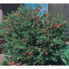 Department of agriculture plant hardiness zones 7 through 11. Outdoors 2 5 Quart Red Dwarf Pomegranate Accent Shrub L5944 Nemasy