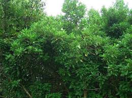 Image result for Rothmannia globosa