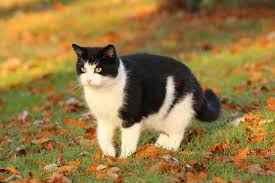 Wie nachhaltige startups starten, und wie man beim >smart> green accelerator durchstartet! Katze Entlaufen Massnahmen Suchflyer Vorbeugung Markt De