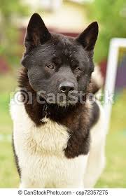 It has an aloof and willful personality that makes for an excellent watchdog and powerful guard dog. American Akita In The Park Canstock
