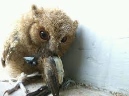 Gambar jenis burung hantu termahal di dunia. Hewan Eksotis April 2018