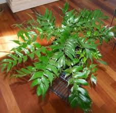 They prefer a slightly acidic soil, but tend to adapt just about any well draining soil. Japanese Holly Fern Care Tips Grow Cyrtomium Falcatum Indoors