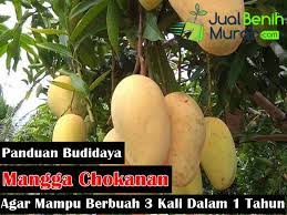 Makanan pokok adalah makanan yang menjadi gizi dasar. 6 Panduan Mudah Budidaya Mangga Chokanan Agar Mampu Berbuah Lebat 3 Kali Dalam Satu Tahun Jualbenihmurah Com