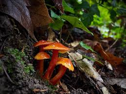 Image result for Scleria sobolifer