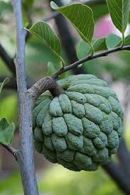 Do you want a reach apple that turns rotten or a core that grows? Sugar Apple Wikipedia
