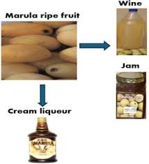 Image result for Macrotyloma maranguense