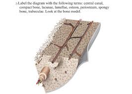 (5) bone tissue at brown mackie university. Solved 2 Label The Diagram With The Following Terms Cen Chegg Com