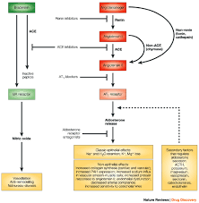 However, one such action is the stimulation of aldosterone synthesis and release by the adrenal cortex. Drugs Targeting The Renin Angiotensin Aldosterone System Nature Reviews Drug Discovery