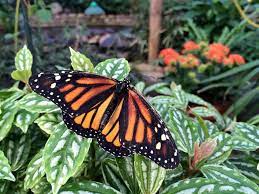 Die schmetterlinge sind sehr eindrucksvoll und es ist eine freude zu sehen, wie sie um einen herum fliegen. Im Garten Der Schmetterlinge Kannst Du Bis Zu 1000 Frei Fliegende Wunderschone Bunte Falter Beobachten Aino Hamburg