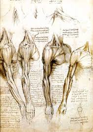 Learning to draw muscles may conjure medical charts in daunting details in the diagrams below, when you see muscle names that are the same color, it means they are an using another muscular example, here is the arm: Leonardo Drawings A Study Of Anatomy From The Renaissance Master