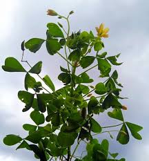 Image result for Oxalis semiloba