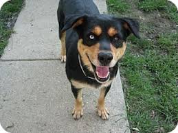 Unfortunately there are rottweilers in need of adoption throughout the country. Cincinnati Oh Rottweiler Meet Rio A Pet For Adoption