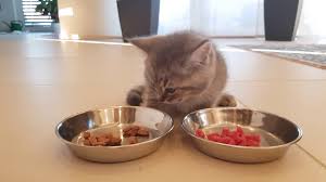 Hill's prescription diet c/d multicare urinary care with chicken dry cat food. Kitten Food Vs Cat Food What S The Difference Excited Cats