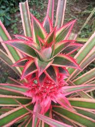 Ananas Comosus Variegatus A Photo On Flickriver Bromeliads Cacti And Succulents Unusual Flowers