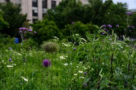 Once we contemplate that deer usually live and stick in herds. Top Twenty Perennials For Healthy Habitats Smithsonian Gardens