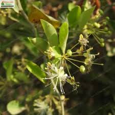 Image result for Capparis scheffleri