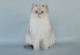 British Shorthair Longhair Cats Kittens British Shorthair Pretty Cats Cats