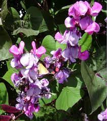 Flowers come in different shades of green and purple. Hyacinth Bean Vine Information And Care Tips