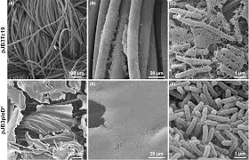Image result for Pseudomonas syringae