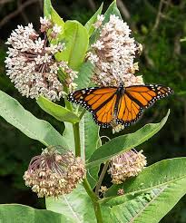 Monarch And Milkweed Milkweed Plant Milkweed Native Garden