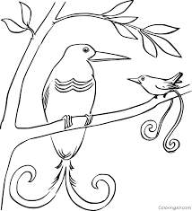 It belongs to the plant family strelitziaceae. Bird Of Paradise Coloring Pages Coloringall