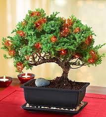 Plants wedding flowers bloom flowers nature gardenia pretty flowers flower garden flower plants gardenia plant buy plants container gardening 800 flowers indoor plants bonsai plants shop 1800flowers for a selection of plants that make excellent plant gifts or will beautifully furnish. Add A Little Twist To Your Christmas Tradition With Our Original Merry Christmas Bonsai For Just 54 99 800 Flowers Same Day Flower Delivery Flower Delivery