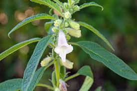 Image result for Sesamum radiatum