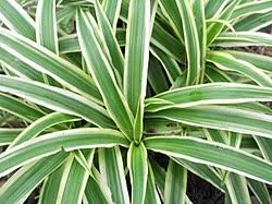 Image result for Chlorophytum zingiberastrum