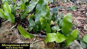 Image result for Microgramma