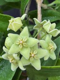 Image result for Cola chlorantha