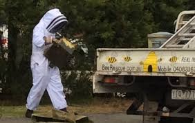 Maybe you would like to learn more about one of these? Bee Removal And Bee Rescue Services Across Melbourne Beerescue Com Au