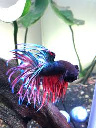 That said, some bettas are highly aggressive and very territorial. I Want To Add Shrimp Or A Pleco But He Seems Too Feisty For Tank Mates My 4 Snails Have Seemingly Disappeared Bettafish
