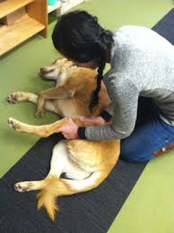 Maybe you would like to learn more about one of these? The Holistic Pet Nutrition Center 120 Perry Hwy Unit 2 Harmony Pa Pet Shops Mapquest