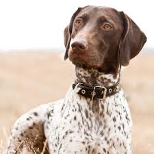 The coat color can be solid liver, liver and white. German Shorthaired Pointer Facts Wisdom Panel Dog Breeds
