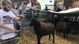 Le mouton d'ouessant est plébiscité pour l'écopâturage : Les Moutons D Ouessant Eleves Par Des Marquillois Sont Bien Arrives A Englos Bienvenue Les Petits Bretons