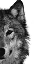 Imagenes De Lobos Solitarios Para Portada De Facebook Imagenes De Lobos Lobos Animales Fotos De Lobo