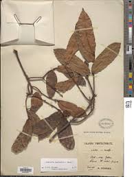 Image result for Landolphia incerta