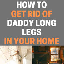 They represent a cool, little studied and diverse branch of biodiversity from which we have much to learn. to accomplish the analysis, the team relied on. 6 Ways To Get Rid Of Daddy Long Legs Naturally Bugwiz
