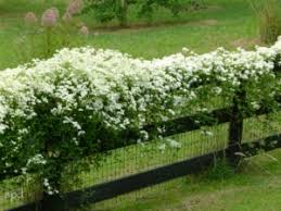 They grow through their host doing very little damage. Clematis Queen Of The Vines Piedmont Master Gardeners