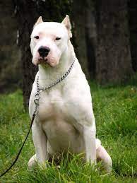 dogo argentino in 2021 dogo argentino dog dog breeds dog argentino