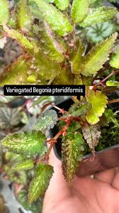 Image result for Begonia brevibracteata