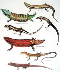 Skinks Ground Skink Spiny Tailed Skink Mysunshinevintage