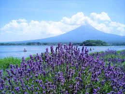 Fuji Kawaguchiko Herb Festival 2021 Japan Web Magazine