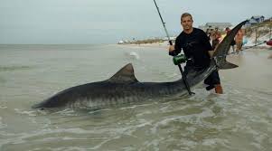 If you like watching idiots surf fishing for sharks, you might enjoy this video! State To Restrict Shore Based Shark Fishing At Many Beaches News Panama City News Herald Panama City Fl