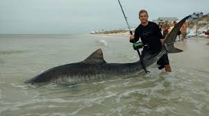 Florida To Restrict Shore Based Shark Fishing At Many Public Beaches News The Destin Log Destin Fl
