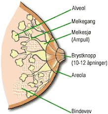 About vondt midt i brystet. Brystbetennelse Ved Amming Nettdoktor