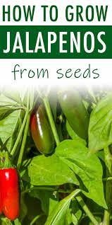 The hot fruit is a good deterrent to many destructive pests that want to nibble your vegetable garden to death. How To Grow Jalapeno Peppers Sunny Home Gardens